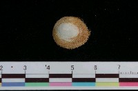 藏品(毛蓋螺)的圖片